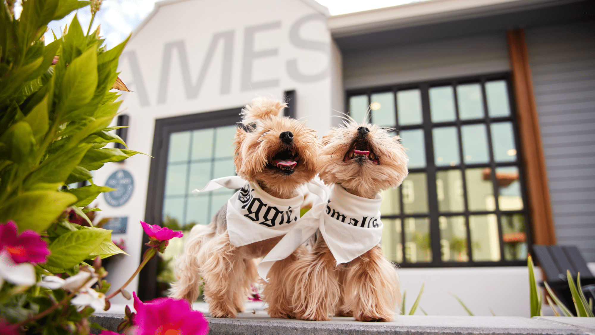 Two dogs sitting outside of The Ames clubhouse